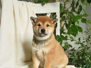 Shiba Inu dogs Apollo - Ad 32