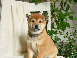 Shiba Inu dogs Apollo - Ad 11