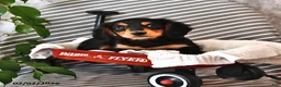 Miniature Dachshund dogs for sale: Lindsey - Ad 2