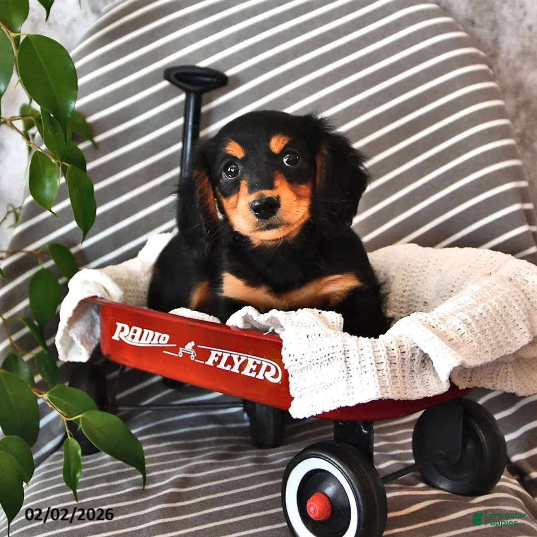 Miniature Dachshund dogs for sale: Lindsey - Ad 2