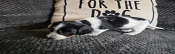 Miniature Dachshund dogs for sale: Miniature Dachshund 4 - Ad 11