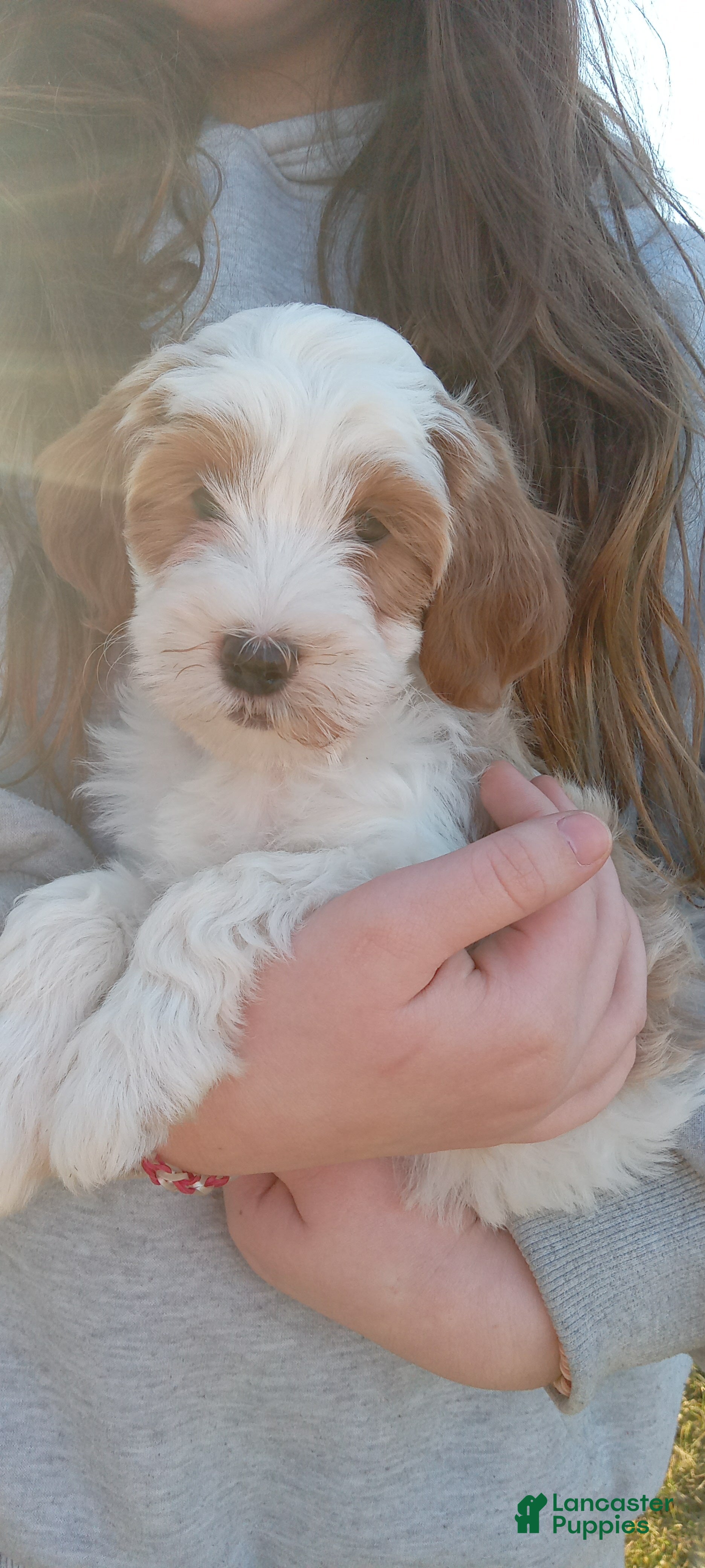 Cavapoo dogs Blossom - Ad 15