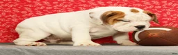 Beabull dogs for sale: Ziggy - Ad 4