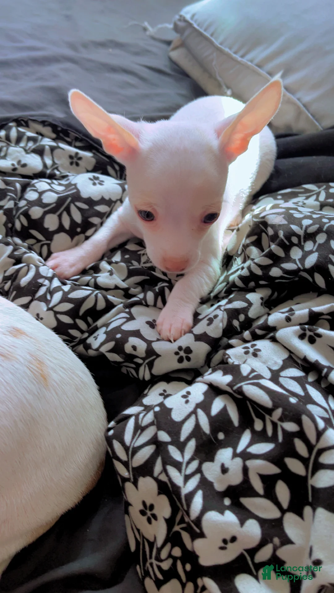 Mixed Breed dogs for sale: Mixed Breed Puppy 1 - Ad 1