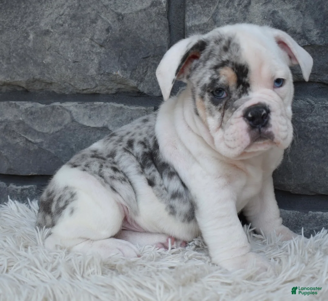 Beabull dogs for sale: Tater - Ad 5