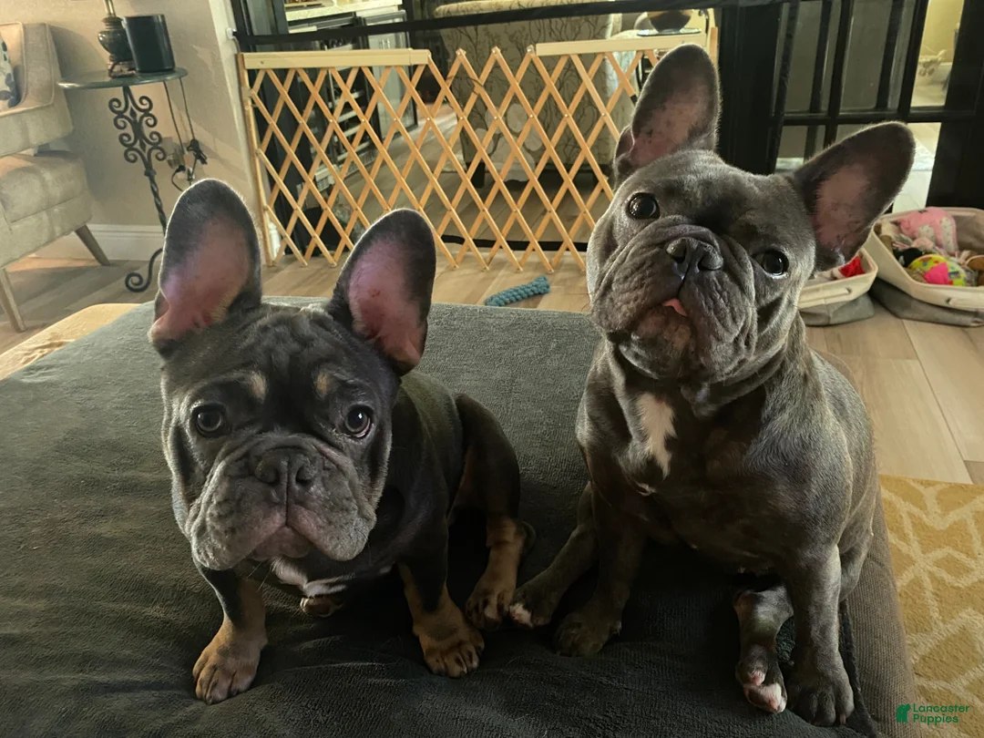 French Bulldog dogs for sale: Miss Piggy - Ad 9