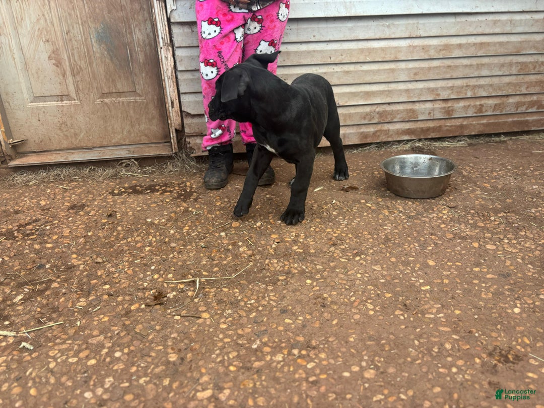South African Boerboels dogs for sale: South African Boerboels Puppy 2 - Ad 4