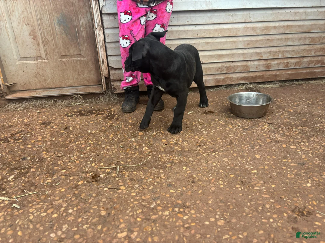South African Boerboels dogs for sale: South African Boerboels Puppy 2 - Ad 4