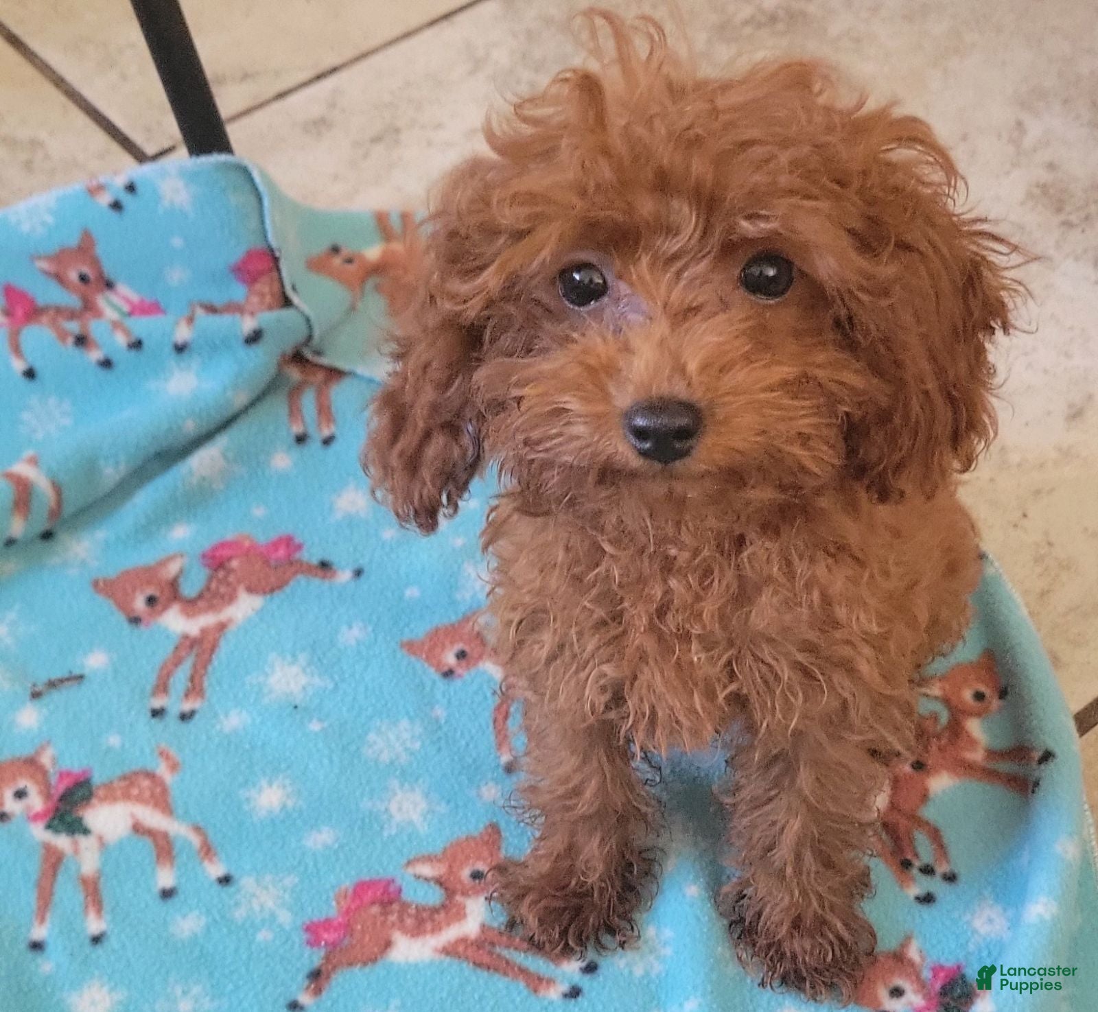 Copper, Toy Poodle