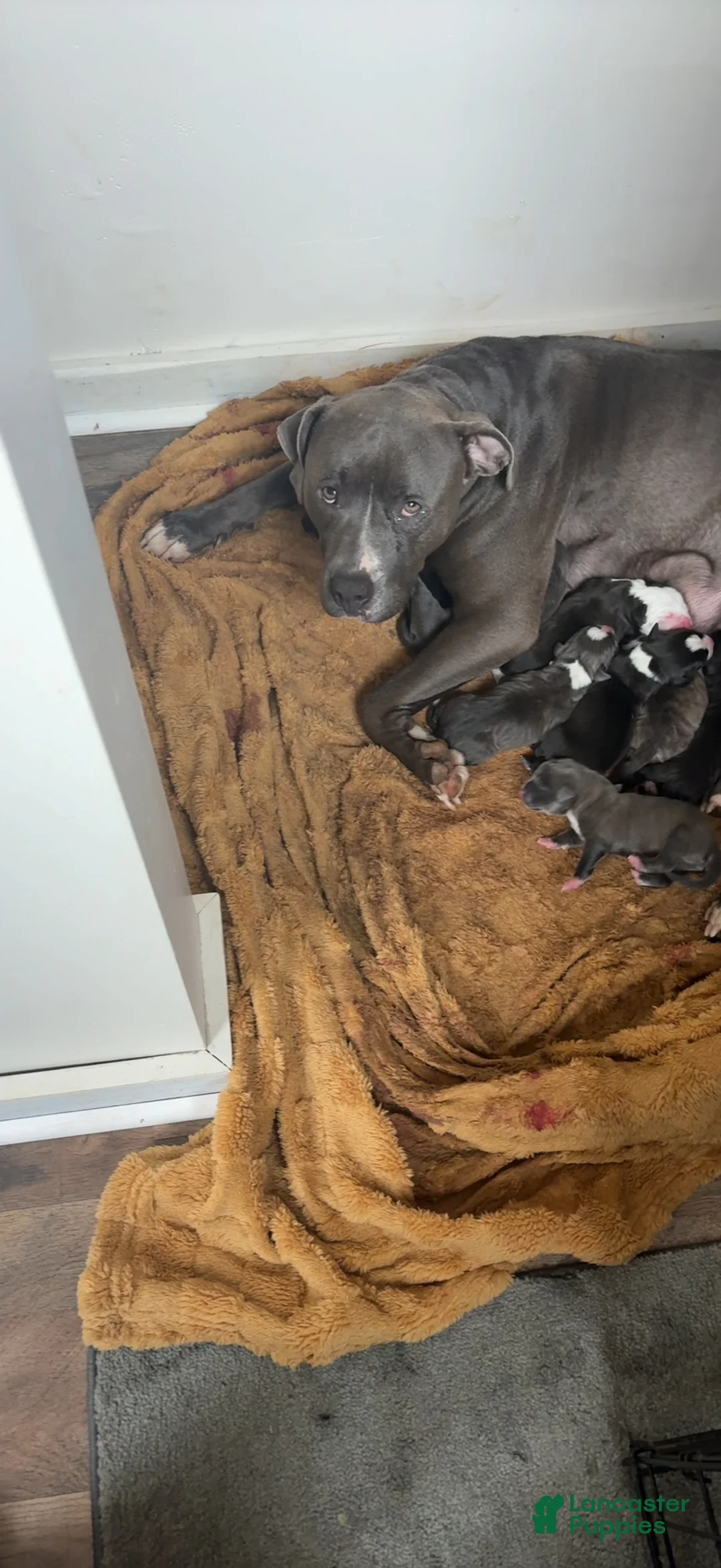 American Pit Bull Terrier dogs for sale: Mitty - Ad 8