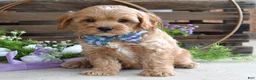 Cavapoo dogs for sale: Colton - Ad 4