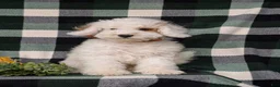 Cockapoo dogs for sale: Bronson Hypoallergenic - Ad 4