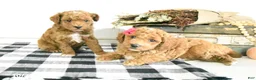 Toy Poodle dogs for sale: Silas - Ad 5