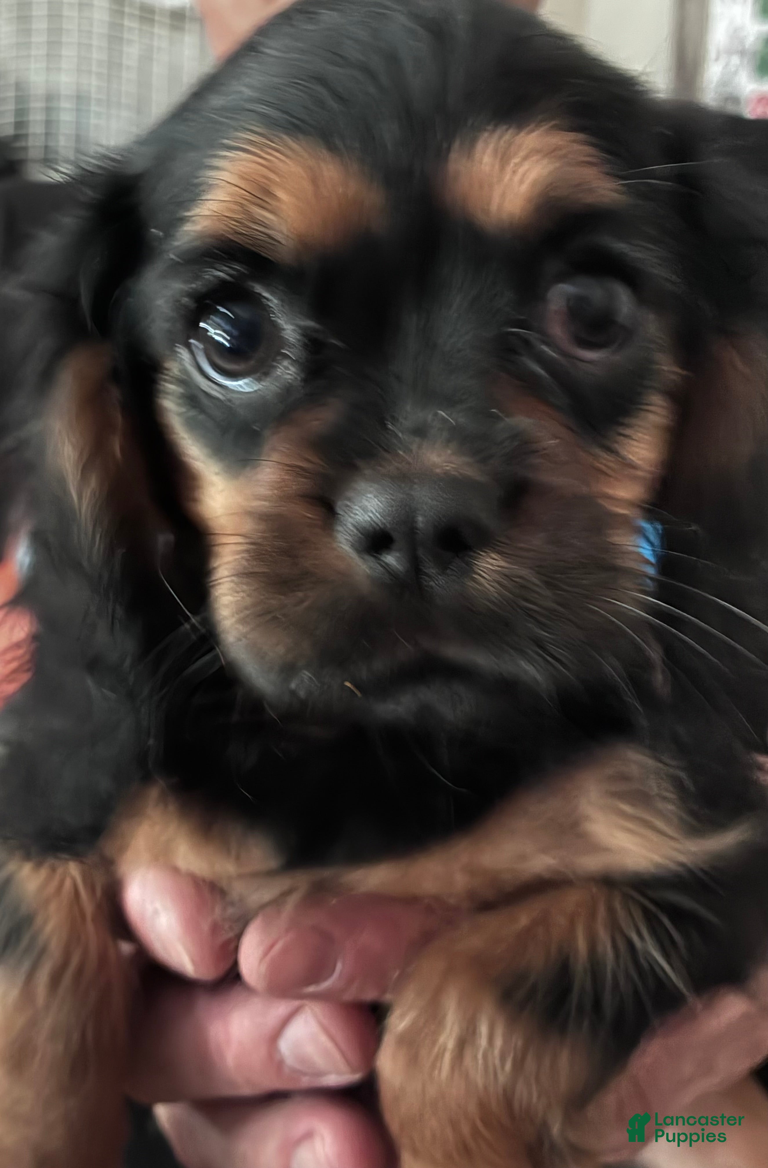 Cavalier King Charles Spaniel dogs Cavalier King Charles Spaniel Puppy 5 - Ad 1