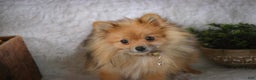 Pomeranian dogs for sale: Mr. Darcy - Ad 13