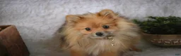 Pomeranian dogs for sale: Bingley - Ad 9