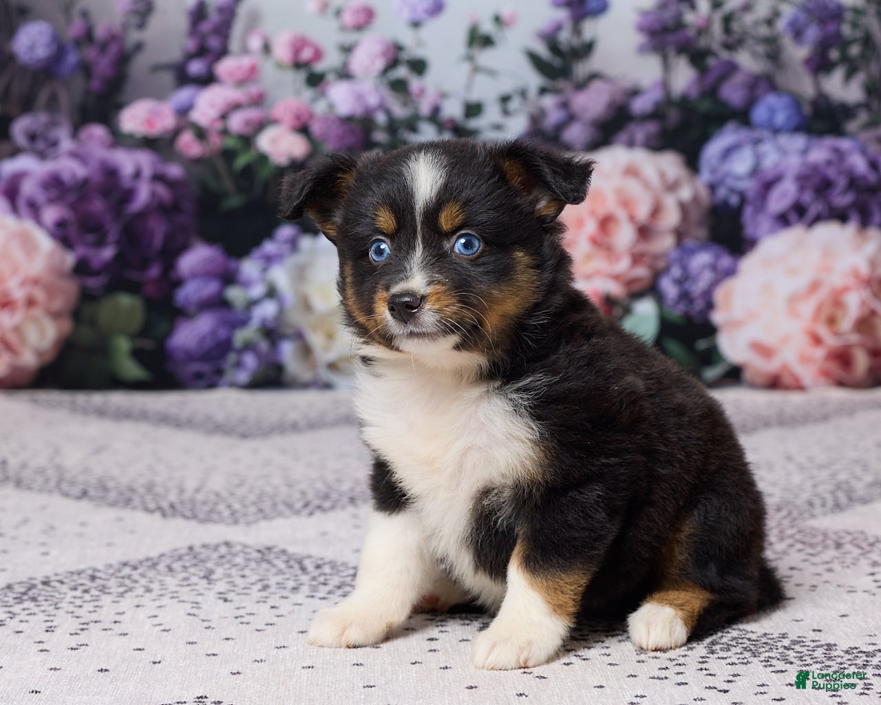 Miniature Australian Shepherd dogs Kelly - Ad 2