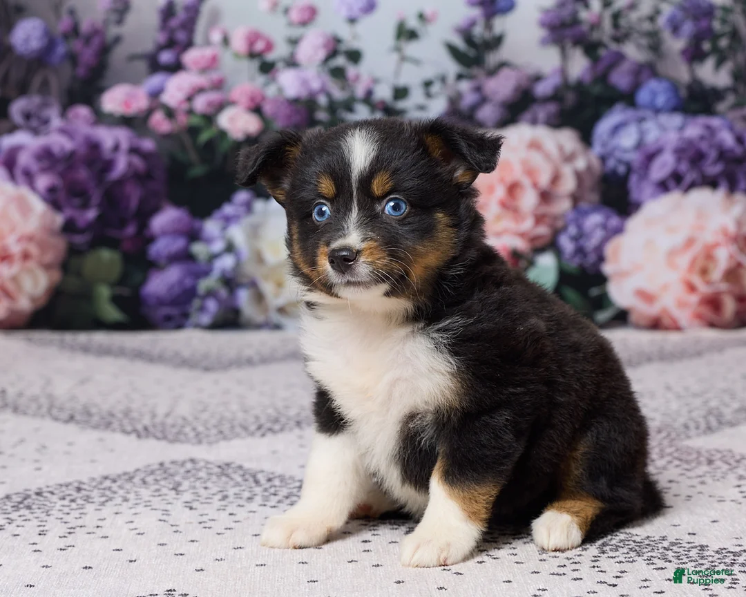 Miniature Australian Shepherd dogs for sale: Kelly - Ad 2