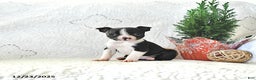 Boston Terrier dogs for sale: Bitzy - Ad 2