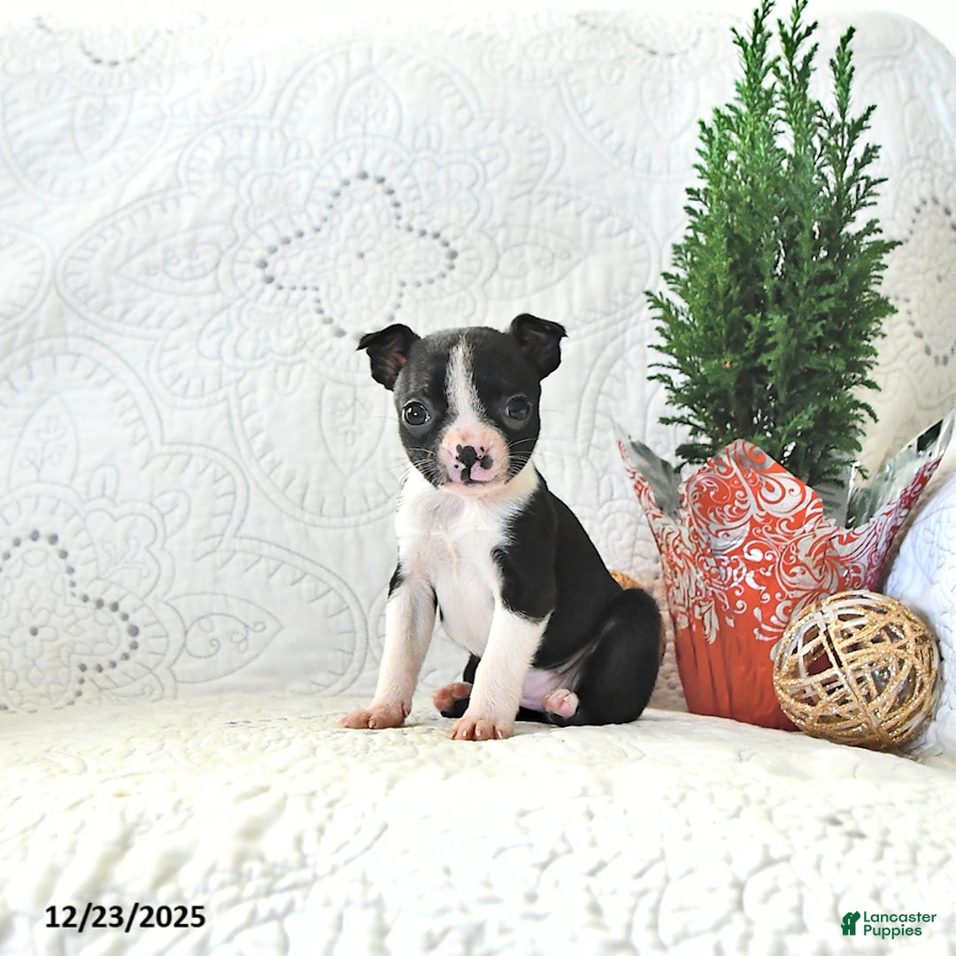 Boston Terrier dogs for sale: Bitzy - Ad 2