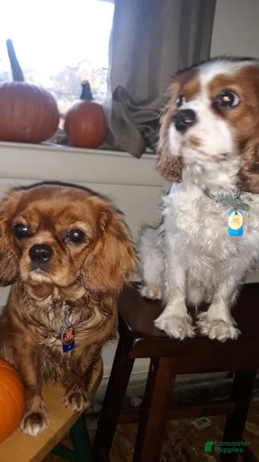 Gallery Image {{count}}