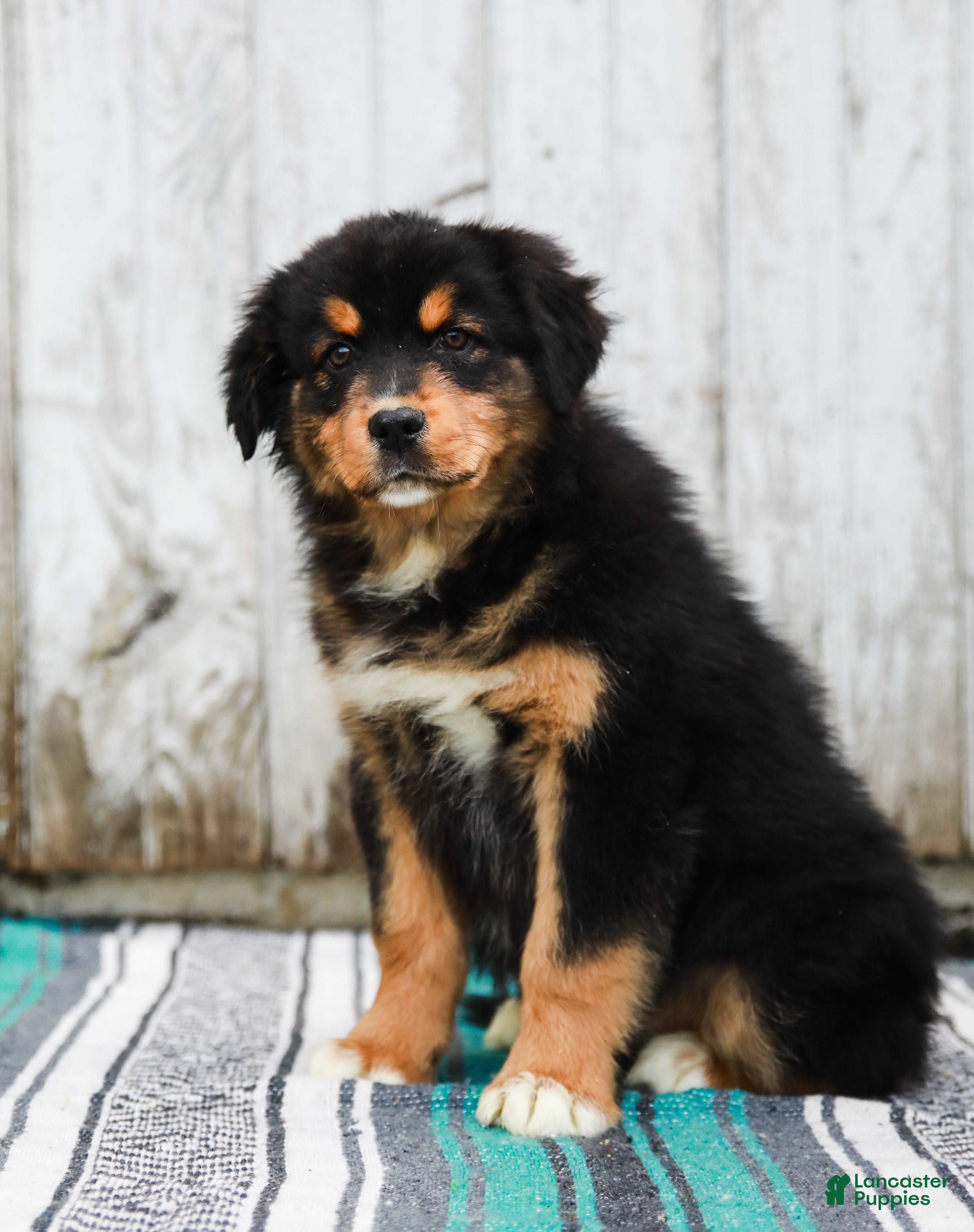 Australian Shepherd dogs Jesse - Ad 2