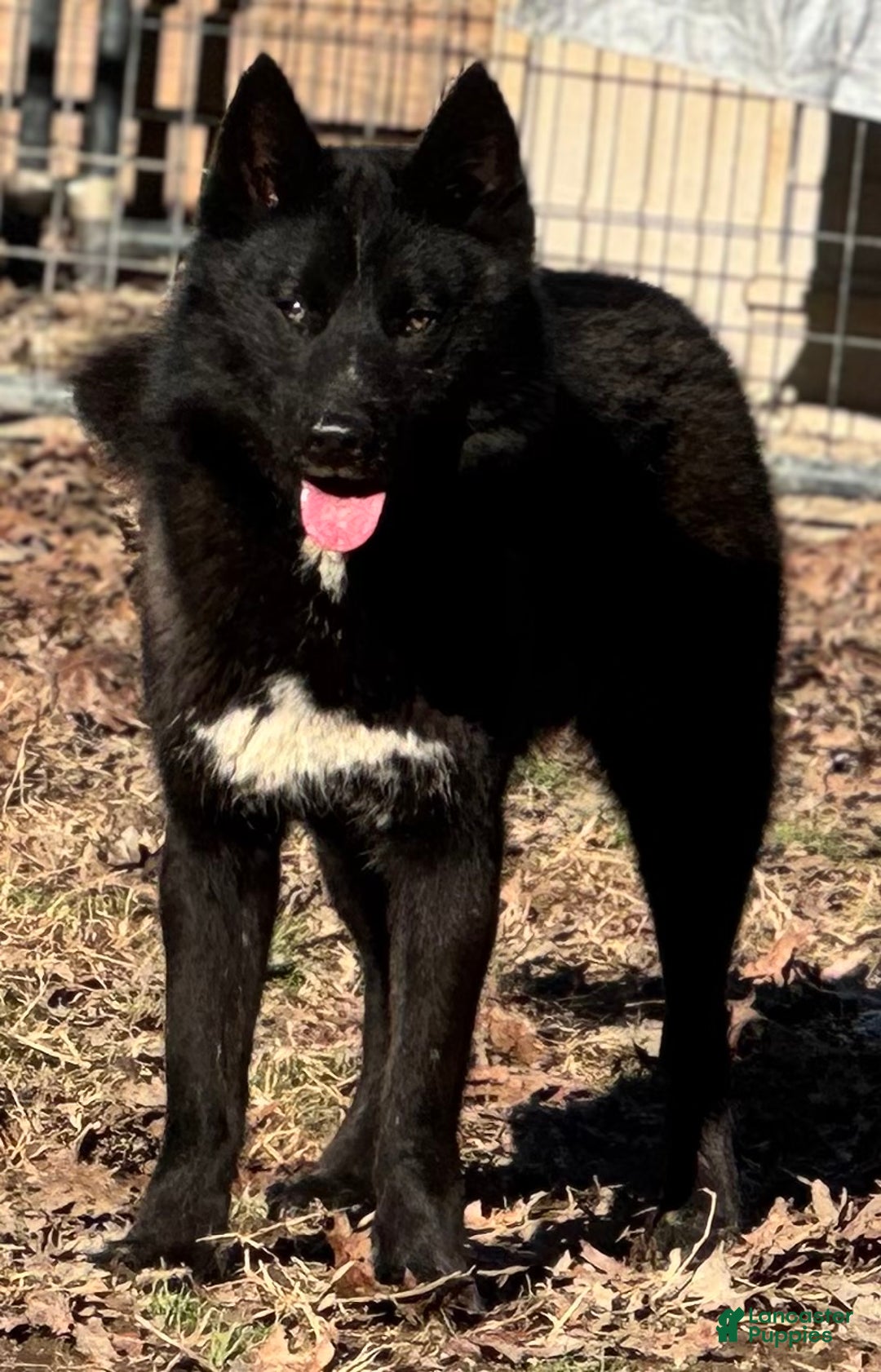 Siberian Husky dogs for sale: Knox - Ad 2