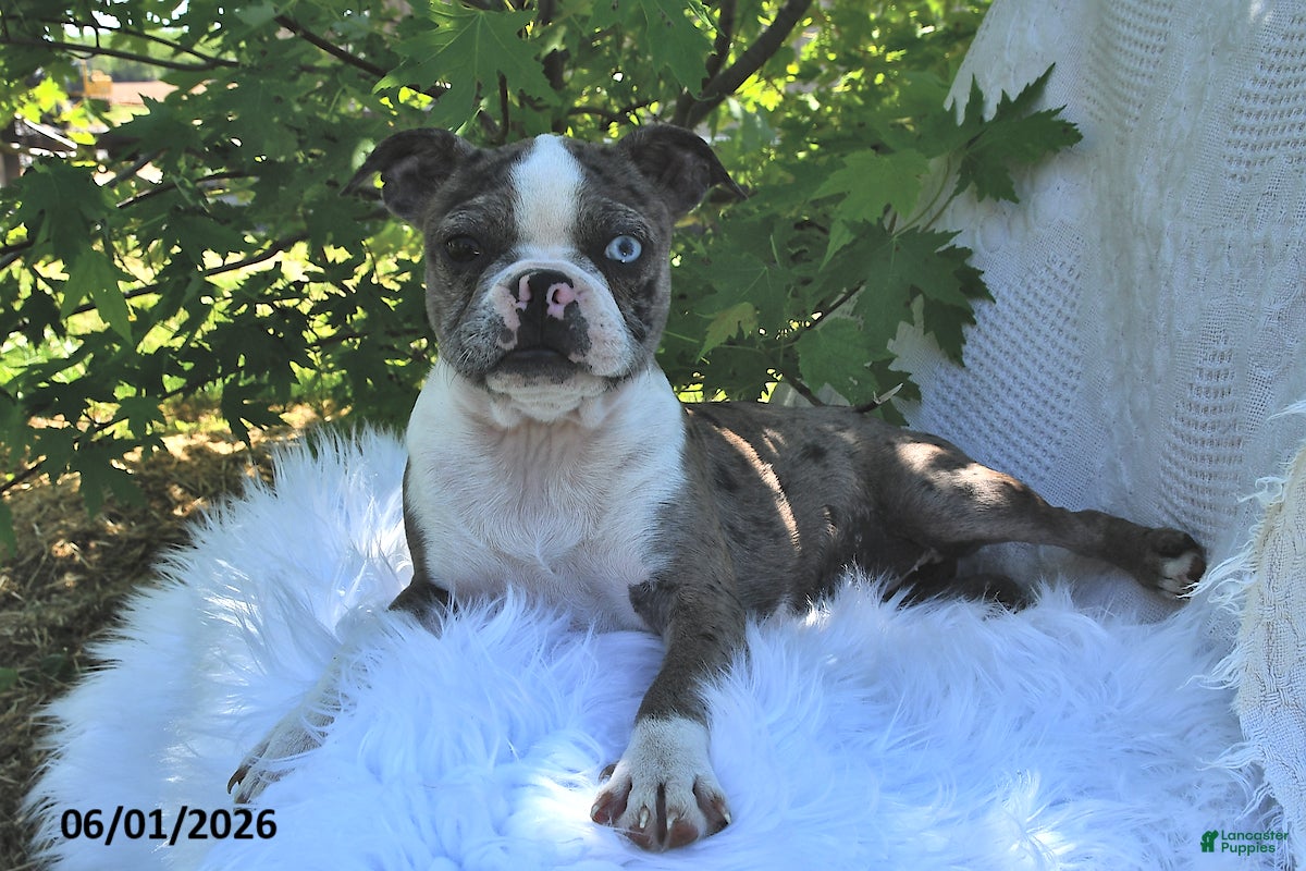 Boston Terrier dogs Brooklyn - Ad 1