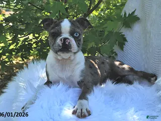 Boston Terrier dogs for sale: Brooklyn - Ad 4