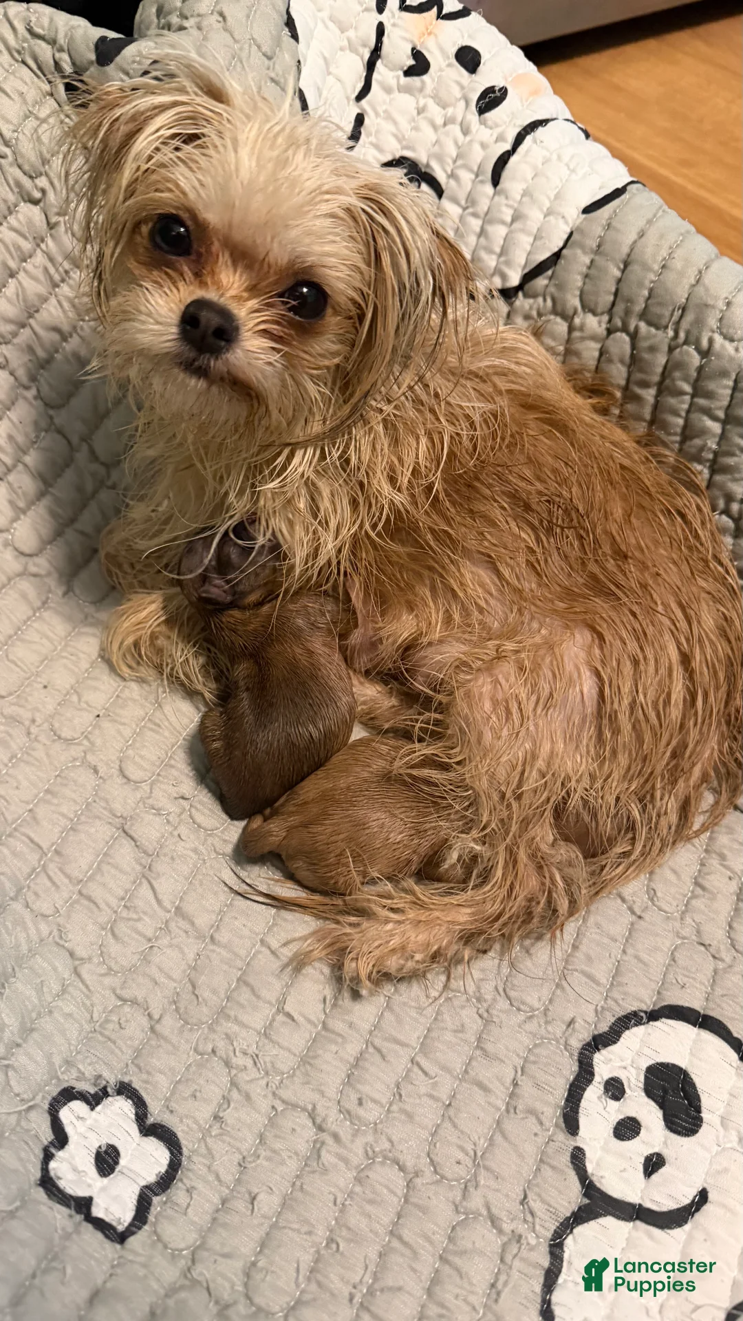 Mixed Breed dogs for sale: Mixed Breed Puppy 2 - Ad 16