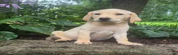 Labrador Retriever dogs for sale: Hank - Ad 7