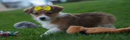 Corgipoo dogs for sale: NOEL - Ad 7