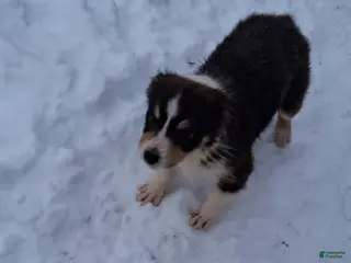 Australian Shepherd dogs Rose - Ad 7