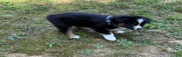 Australian Shepherd dogs for sale: Australian Shepherd Junior - Ad 8