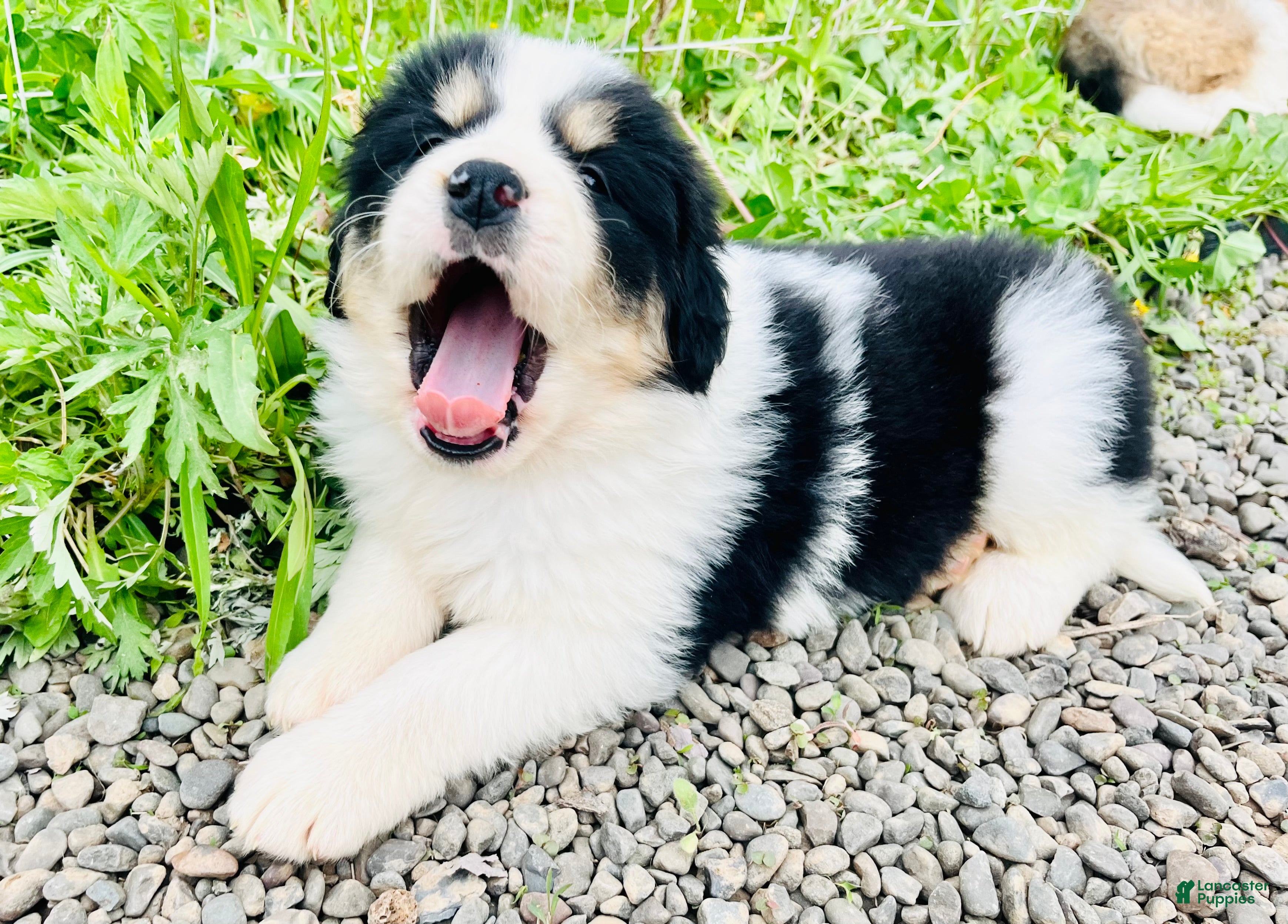 Mixed Breed dogs April  - Ad 2