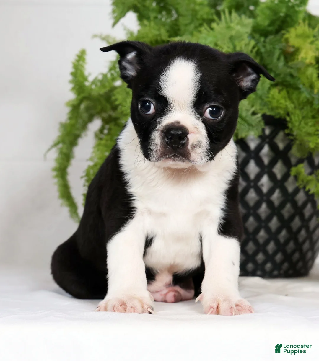 Boston Terrier dogs for sale: Tyler - Ad 2