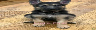 Light Pink