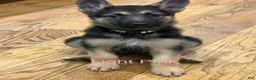 German Shepherd dogs for sale: Light Pink - Ad 1