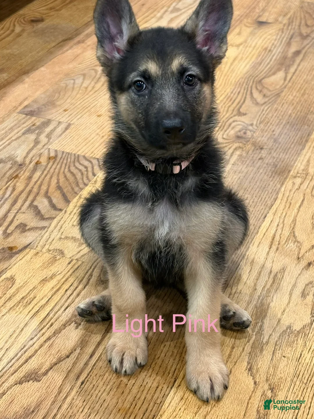 German Shepherd dogs for sale: Light Pink - Ad 1