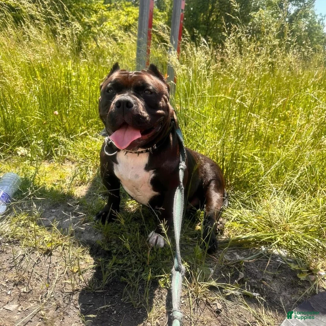 Gallery Image {{count}}