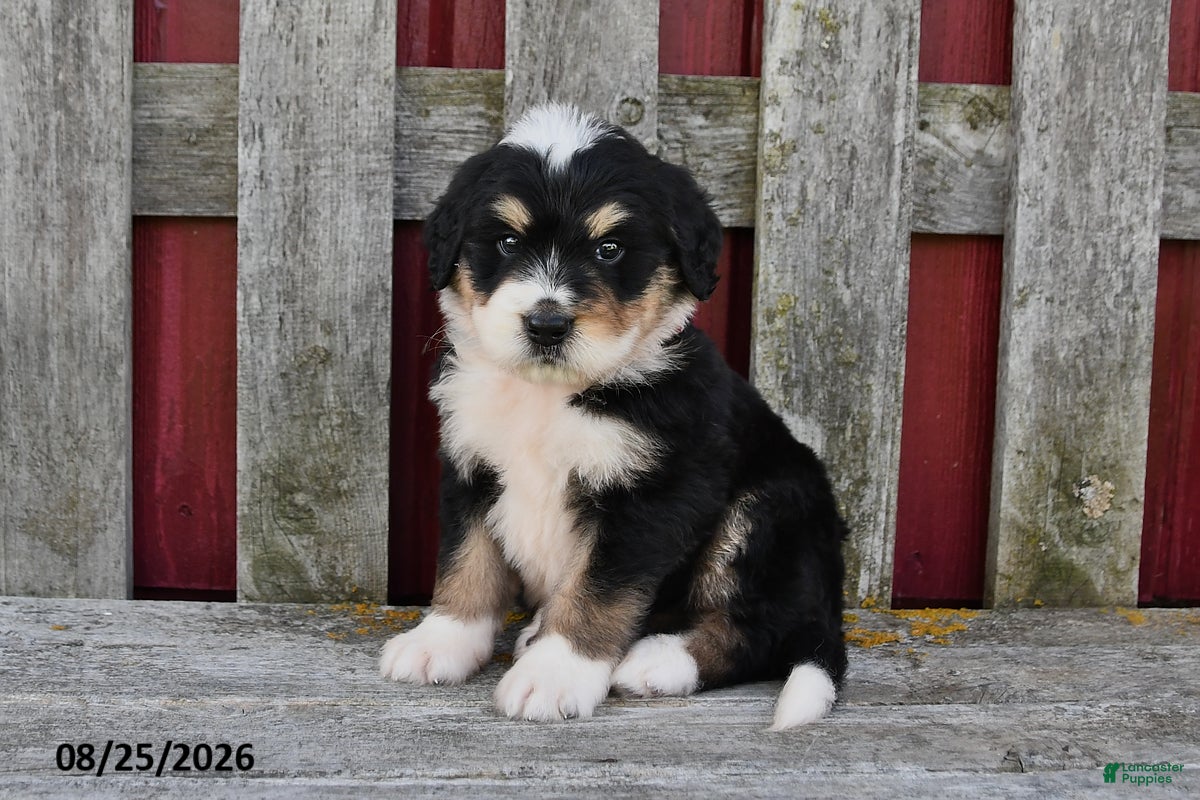 Bernedoodle dogs Nick - Ad 1