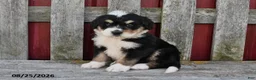 Bernedoodle dogs for sale: Nick - Ad 1