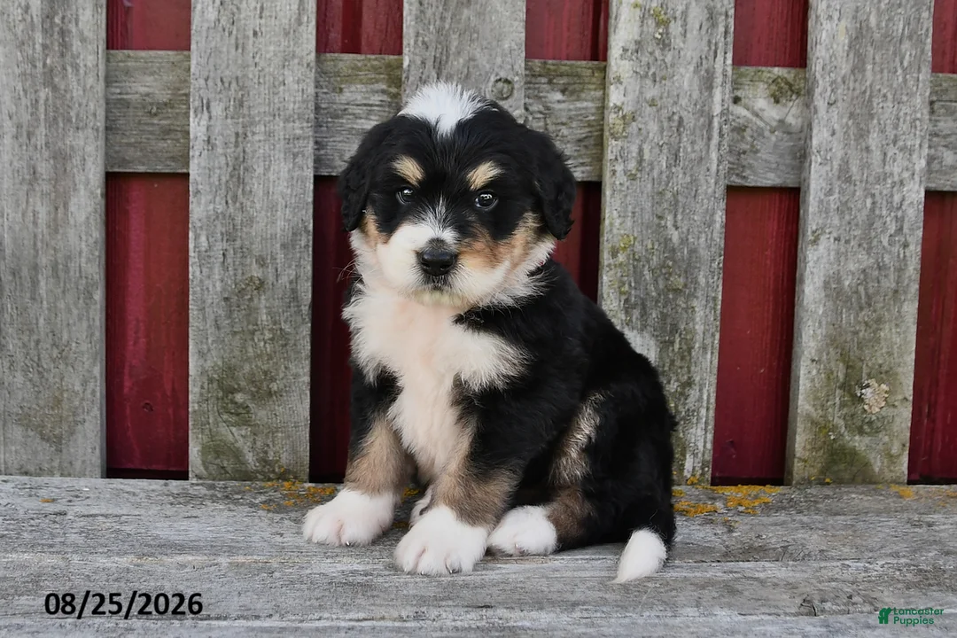 Bernedoodle dogs for sale: Nick - Ad 1