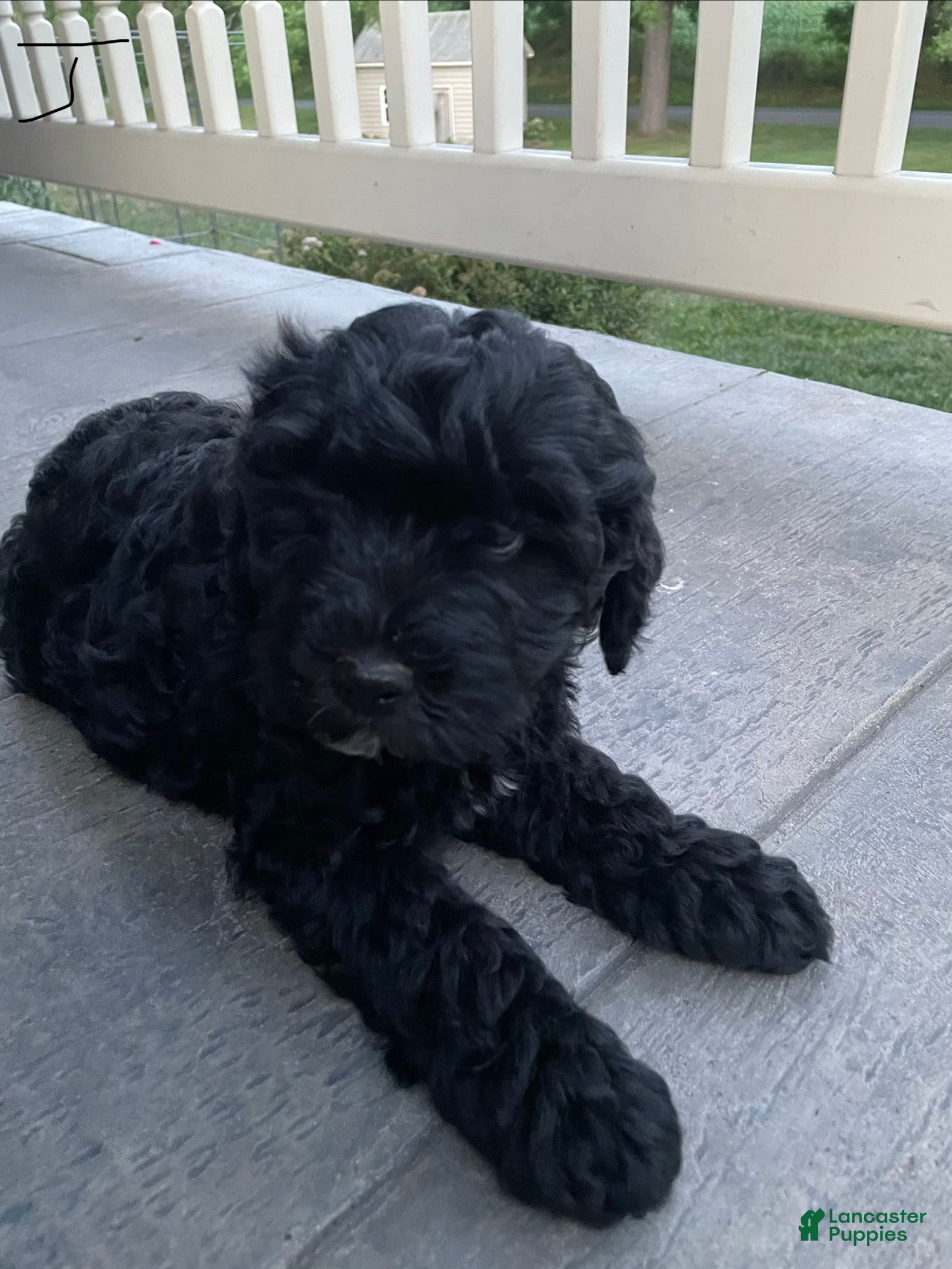 Miniature Poodle dogs Jack - Ad 1