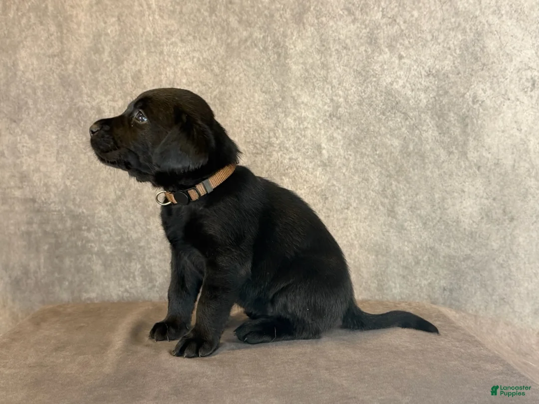 Labrador Retriever dogs for sale: Ms Brown - Ad 2