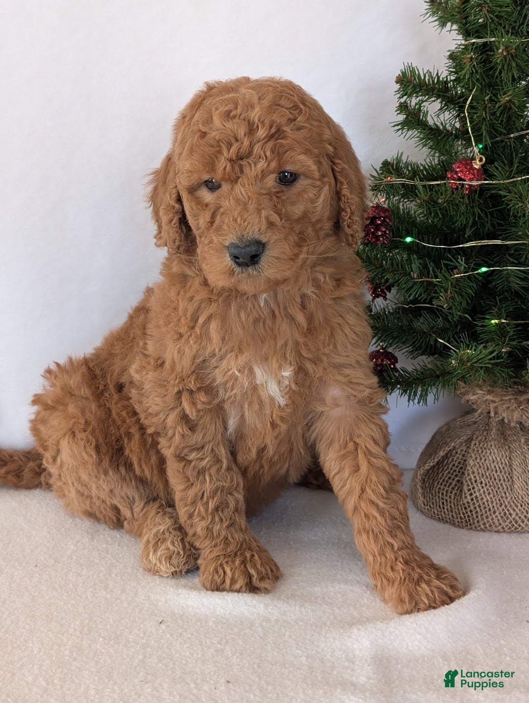 Goldendoodle dogs for sale: Miss Daisy  - Ad 3