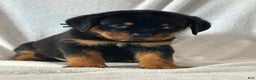 Rottweiler dogs for sale: Rottweiler Puppy 1 - Ad 2