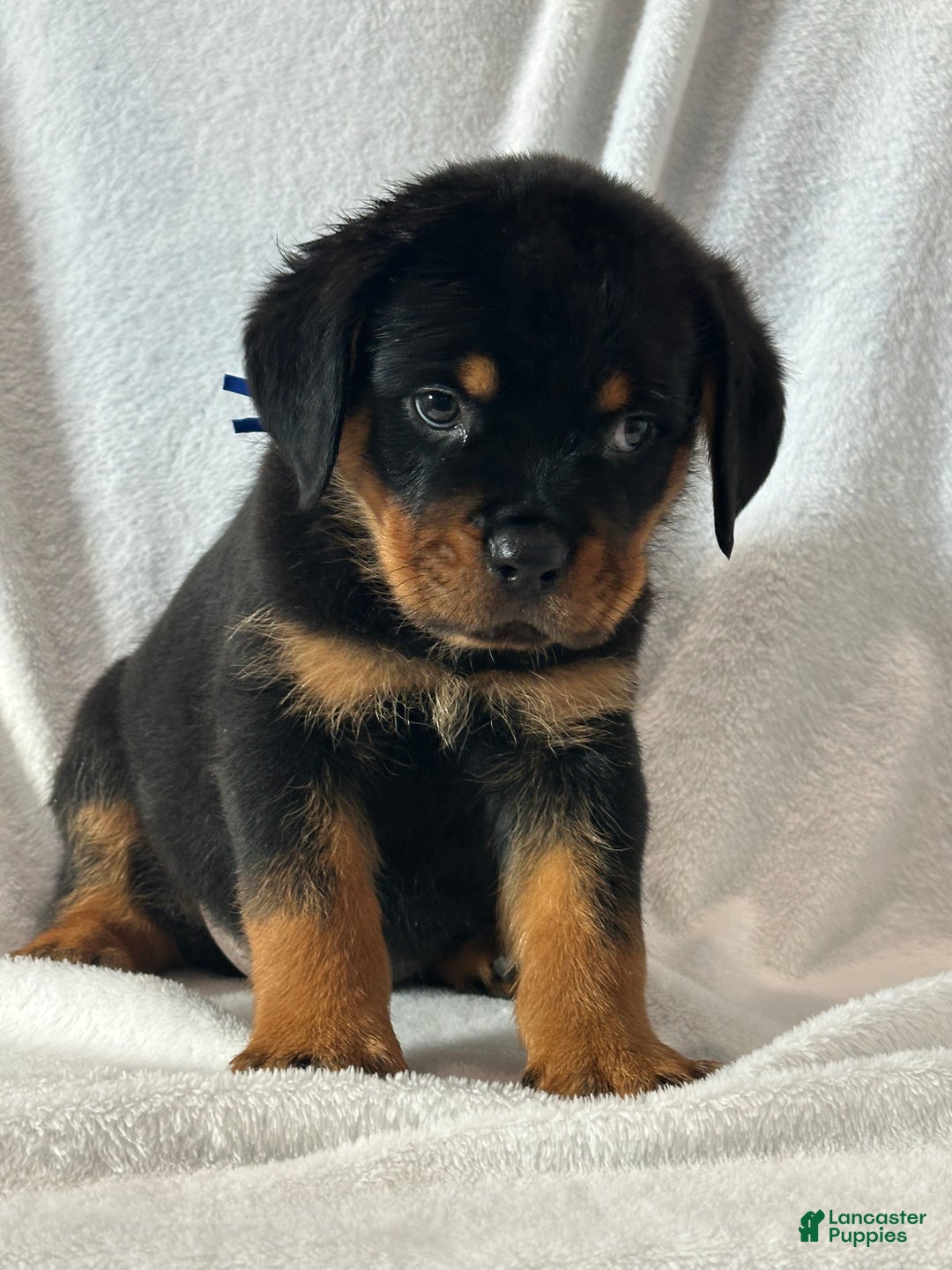 Rottweiler dogs for sale: Rottweiler Puppy 1 - Ad 2