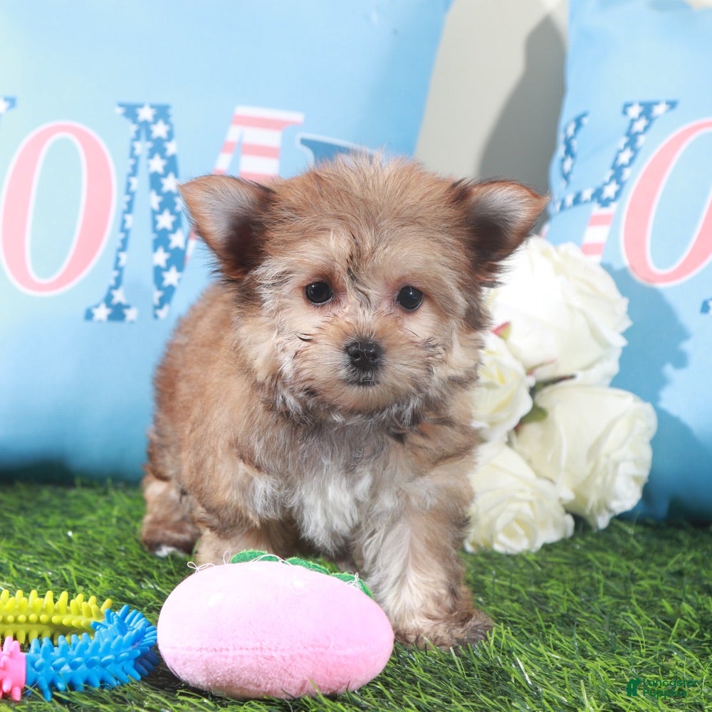 Mixed Breed dogs Duchess-Regal Little Female Havayork Puppy - Ad 1