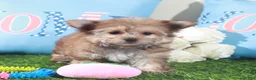 Mixed Breed dogs for sale: Duchess-Regal Little Teacup Female Havayork Puppy - Ad 1